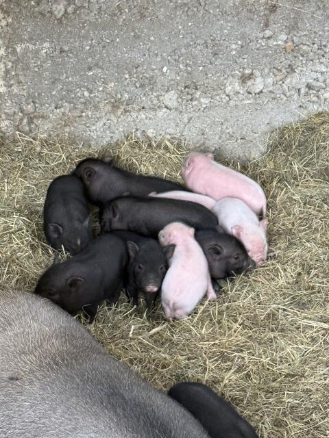 Mikro-Schweine