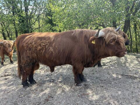 Bio-Hochlandrind-Stier