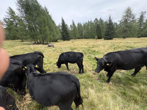 Angus-Rinder