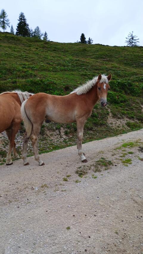 Haflinger Stutfohlen