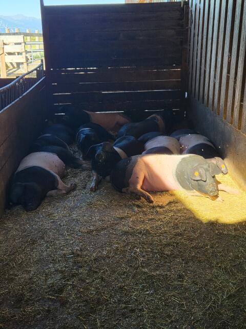 Kärnten/Steiermark Almschweine, Schwäbisch Hällisch x Duroc