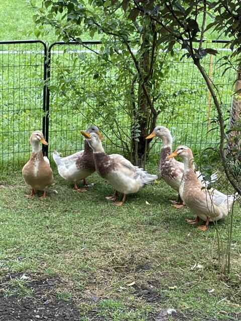 Sachsen-Enten/Erpel