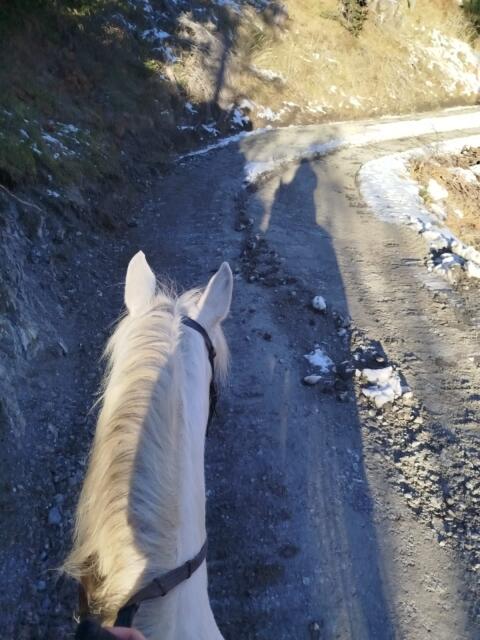 Beistellpferd Lipizzaner/Araber-Mix