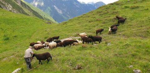 Bio Jura, Lämmer, Kälber, junge Widder