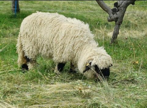 Walliser Schwarznasenschaf