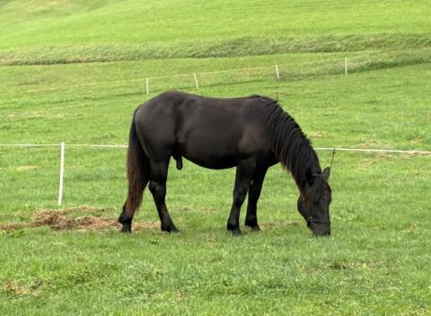 Noriker Hengst
