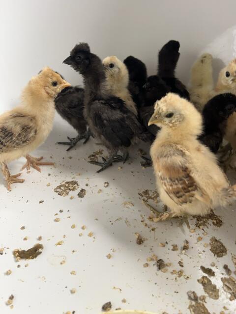 Küken vom Seidenhuhn