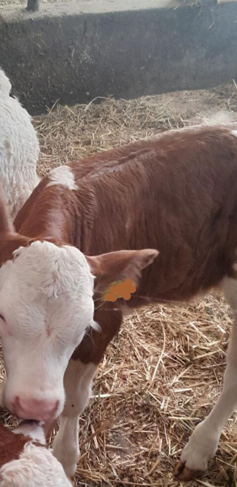 Kalb