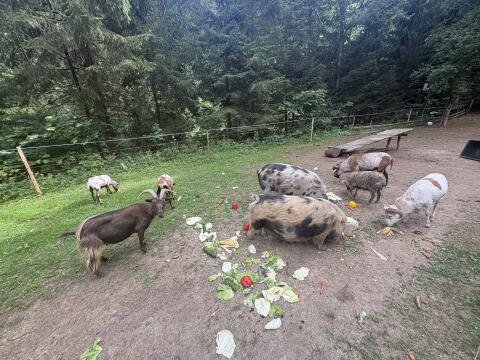 Kune-Kune-Schweine, Schafe, Ziege