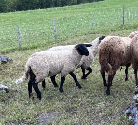 Suffolk Lämmer