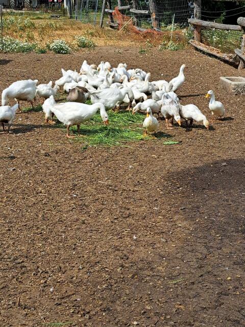 Bio Gänse Bio Enten