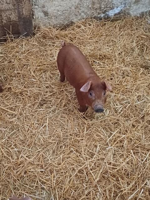 Duroc-Ferkel