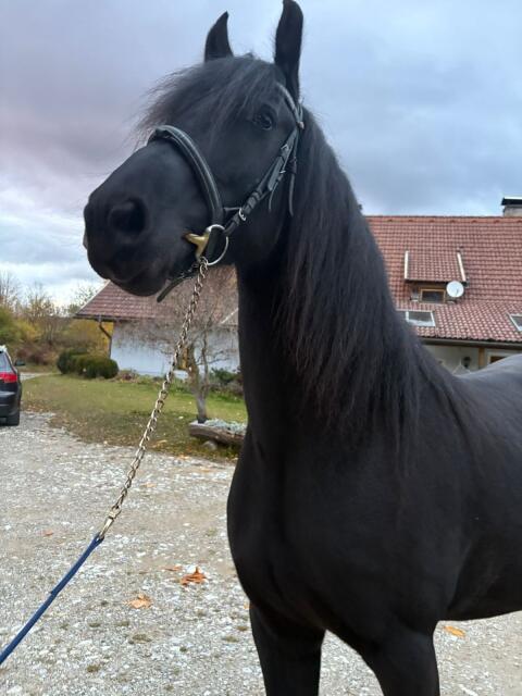 Barockpinto