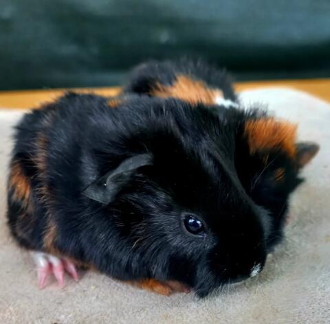 Meerschweinchen