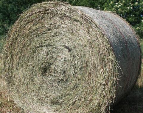 Suche Heu, Pferde, Rundballen max. 300 kg, 4.644 Scharnstein