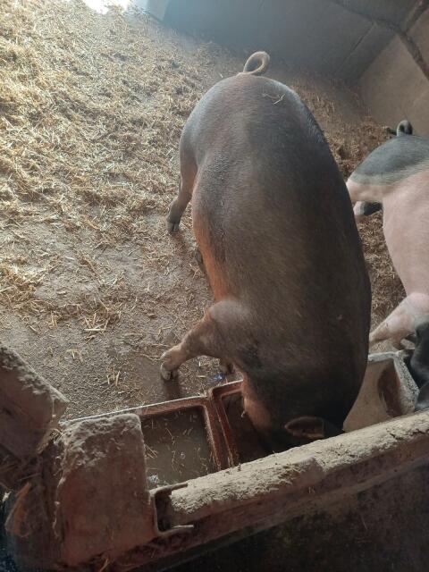 Duroc Jungsau
