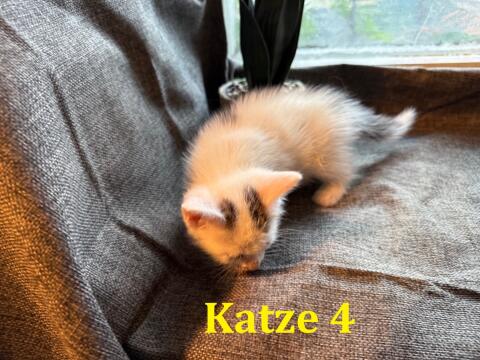 Katzen