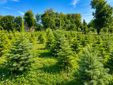 Suche Christbäume