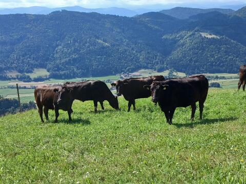 BIO Wagyu Mastochsen reinrassig