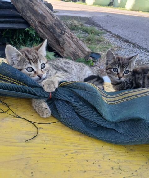 Babykatzen