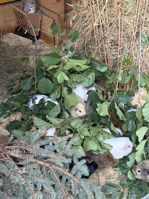 Meerschweinchen