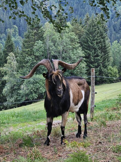 Ziegenbock Steirische Scheckenziege