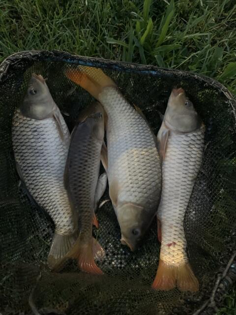 Karpfen, Rasboras, Karauschen