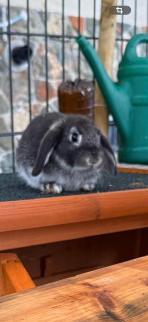 Zwergkaninchen