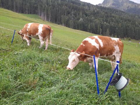 Frisch melkende Bio-Fleckviehkalbinnen