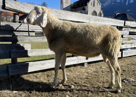 Bergschaf-Widder