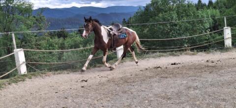 "WHISKY the CHAMPION"