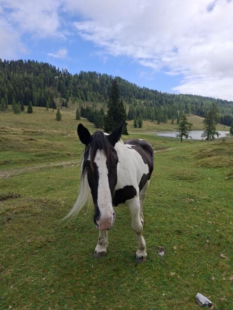 Noriker Rappscheck-Stute