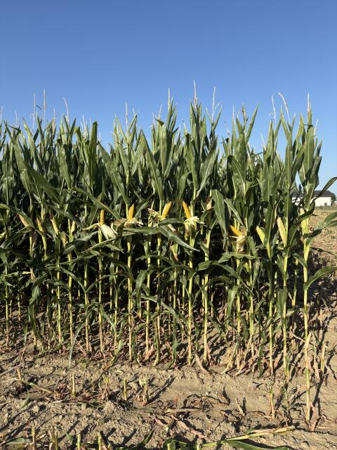 Maissilageballen