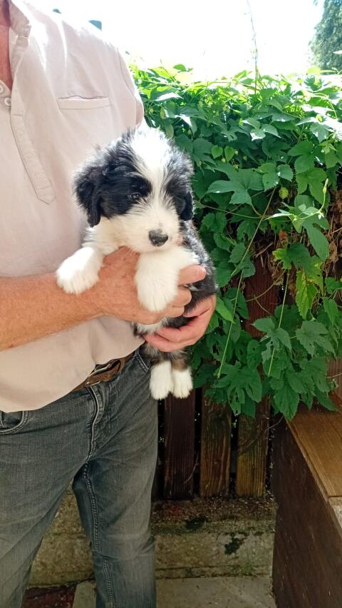Herzige Bearded-Collie-Bobtail-Mischlingswelpen