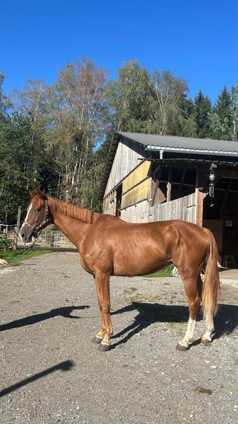 Warmblutstute