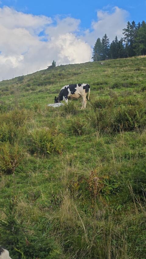 Trächtige Holstein-Kuh
