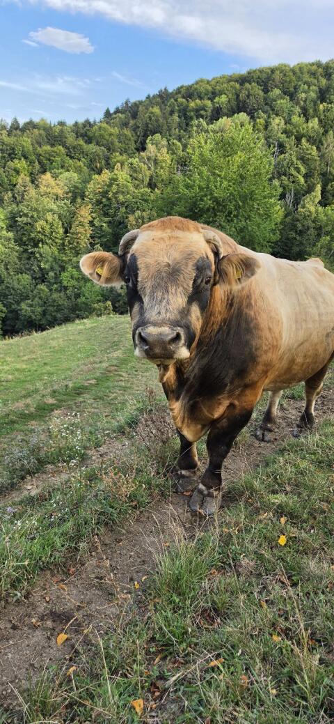 Murbodner Stier