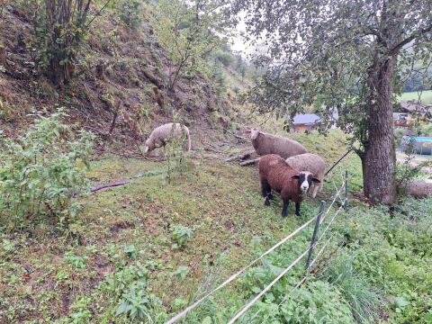 4 Widder-Mischlinge
