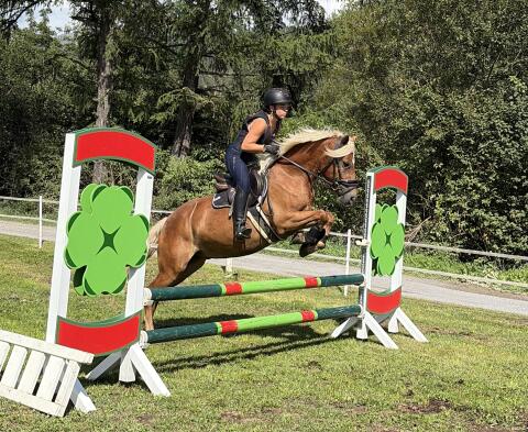 Schicker dunkler Haflinger