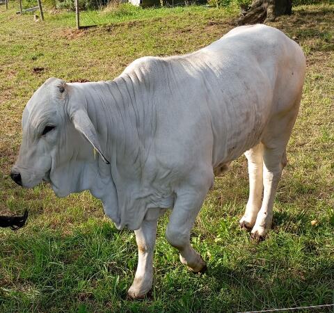 Nelore-Zebu-Rinder