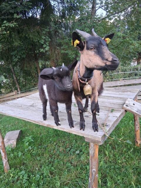 Zwergziegen