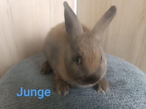 Zwergkaninchen und Löwenkopf