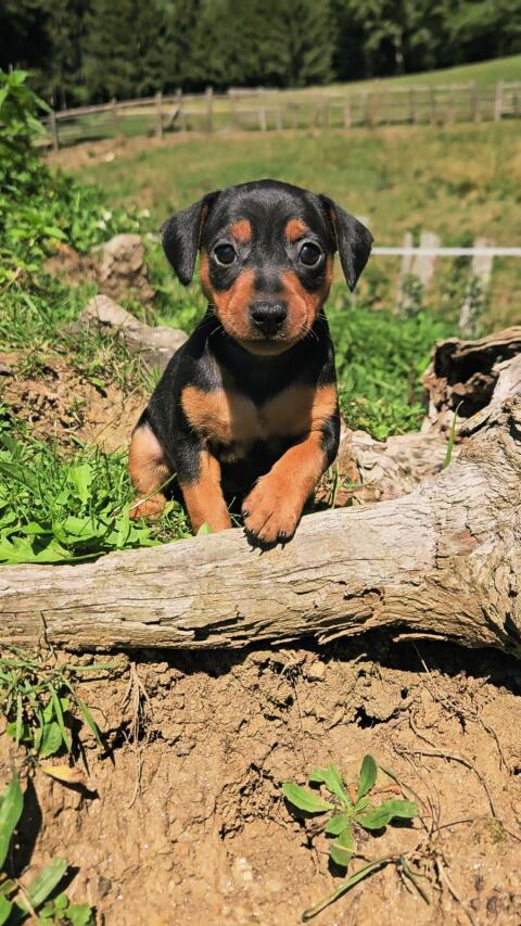Zwergpinscher-Welpen