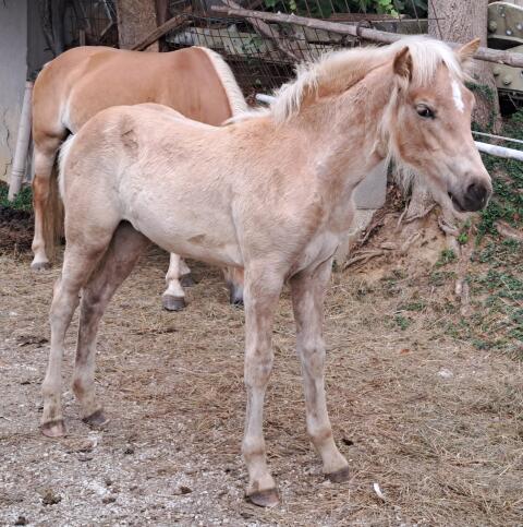 Einzigartiges Haflinger-Stutfohlen