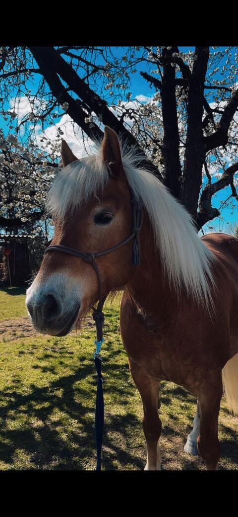 Haflinger Stute