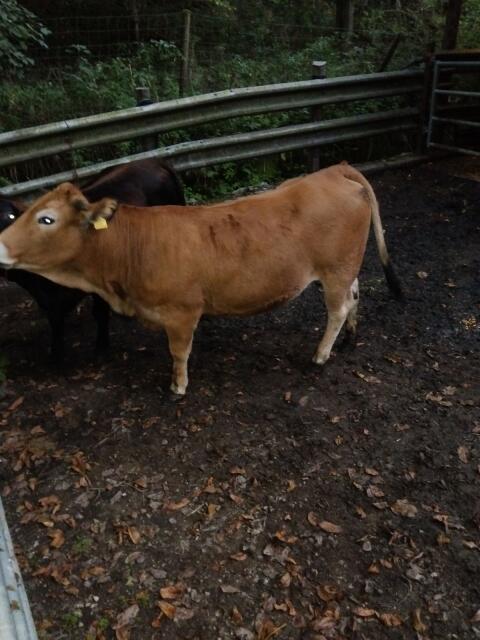 Aubrac und CH-Aubrac