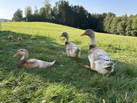 Zutrauliche, reinrassige, junge Sachsenenten-Erpel