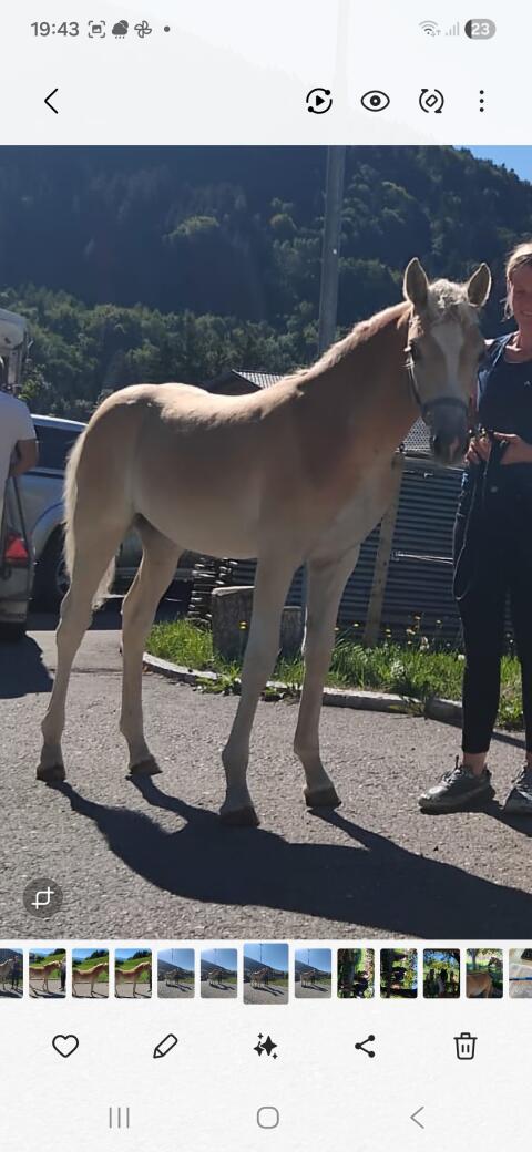 Verkaufe Haflinger Stutfohlen