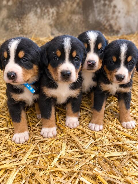 Große Schweizer Sennenhund-Welpen suchen Bestplatz