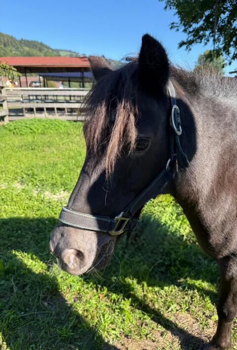 Pony